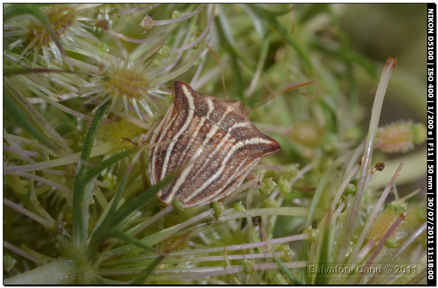 Pentatomidae: Ancyrosoma leucogrammes di Usini (SS)